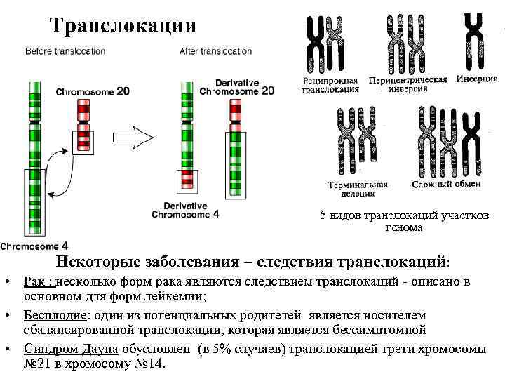 Транслокации 5 видов транслокаций участков генома Некоторые заболевания – следствия транслокаций: • Рак :
