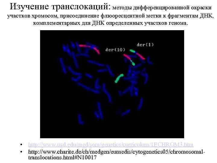 Изучение транслокаций: методы дифференцированной окраски участков хромосом, присоединение флюоресцентной метки к фрагментам ДНК, комплементарных
