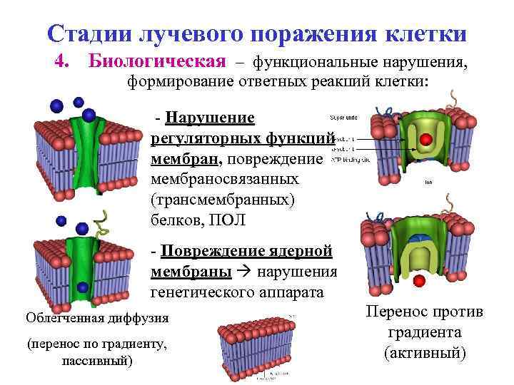 Стадии лучевого поражения клетки 4. Биологическая – функциональные нарушения, формирование ответных реакций клетки: -