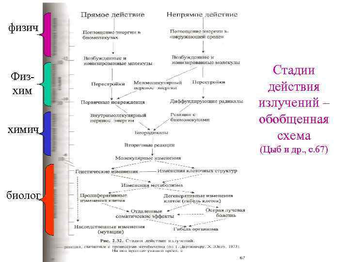 физич Физхим химич Стадии действия излучений – обобщенная схема (Цыб и др. , с.