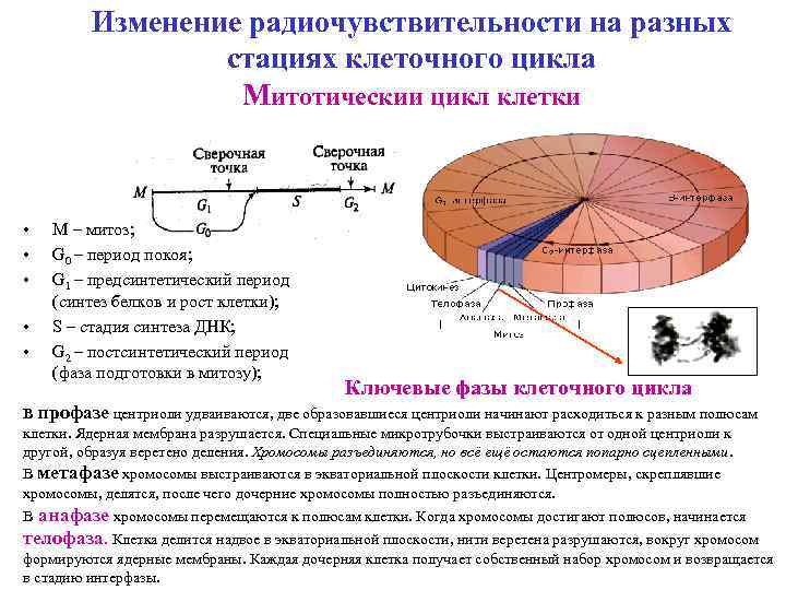 Изменение радиочувствительности на разных стациях клеточного цикла Митотичеcкии цикл клетки • • • М