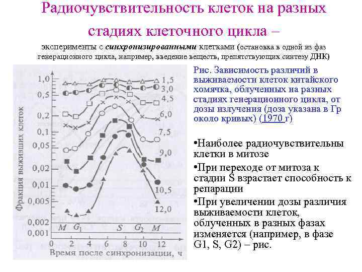 Радиочувствительность клеток на разных стадиях клеточного цикла – эксперименты с синхронизированными клетками (остановка в