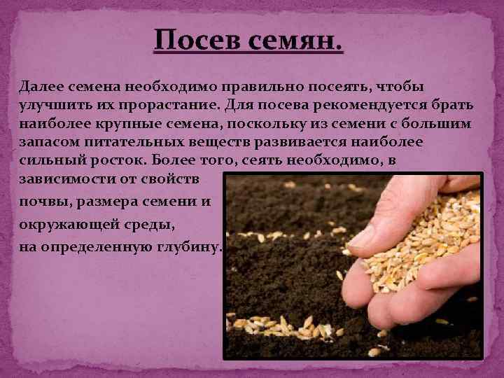 Зерно сеют или сеят как правильно. Подготовка грунта и посев семян. Подготовка почвы для посева семян. Презентация посадка семян. Посев почвы.