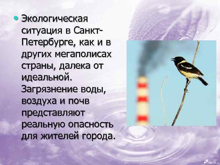  • Экологическая ситуация в Санкт. Петербурге, как и в других мегаполисах страны, далека