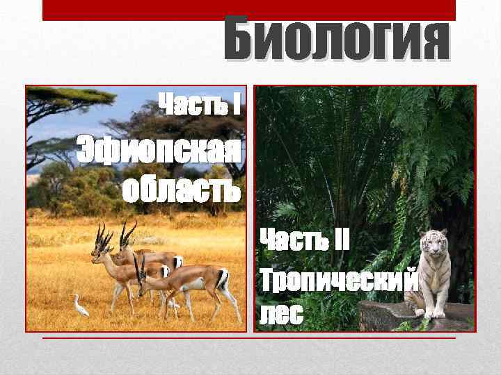 Биология Часть I Эфиопская область Часть II Тропический лес 