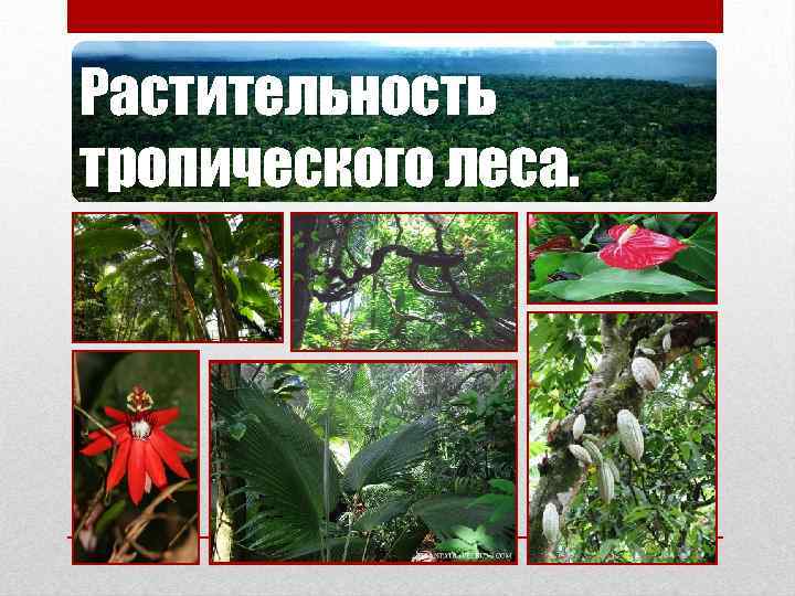 Растительность тропического леса. 