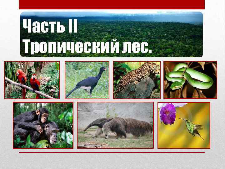 Часть II Тропический лес. 