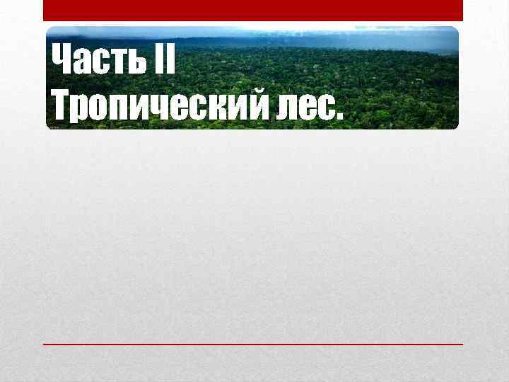 Часть II Тропический лес. 