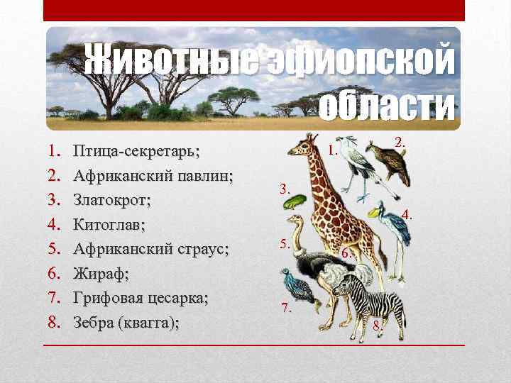 Животные эфиопской области 1. 2. 3. 4. 5. 6. 7. 8. Птица-секретарь; Африканский павлин;