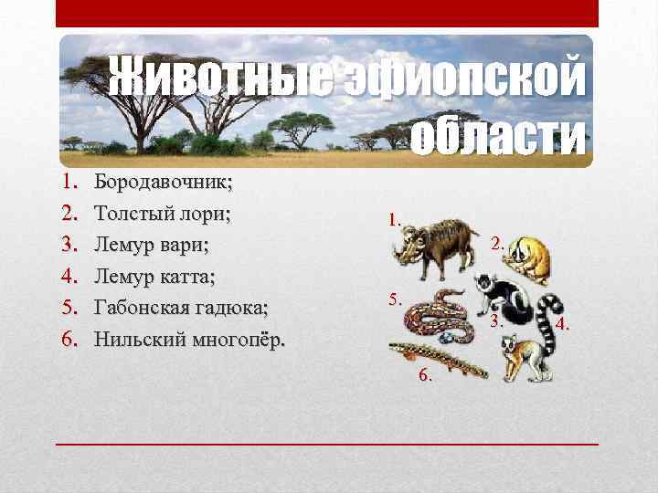 Животные эфиопской области 1. 2. 3. 4. 5. 6. Бородавочник; Толстый лори; Лемур вари;