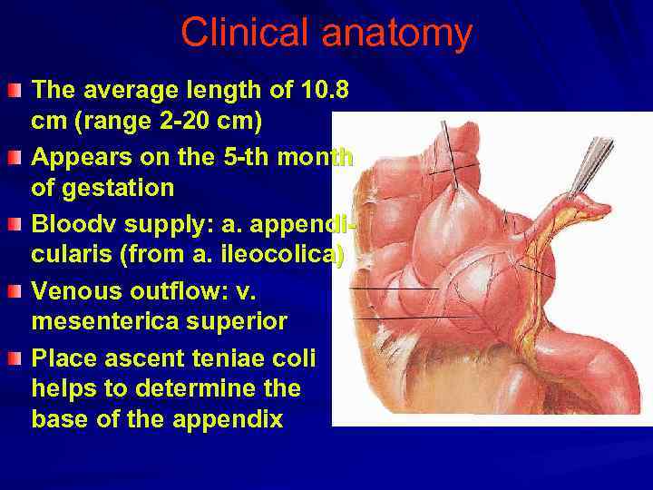 Clinical anatomy The average length of 10. 8 cm (range 2 -20 cm) Appears