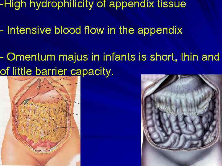 -High hydrophilicity of appendix tissue - Intensive blood flow in the appendix - Omentum