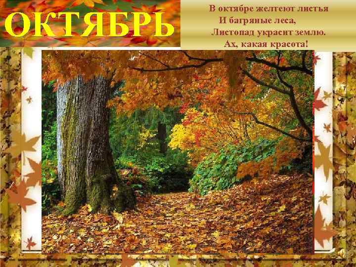 ОКТЯБРЬ В октябре желтеют листья И багряные леса, Листопад украсит землю. Ах, какая красота!