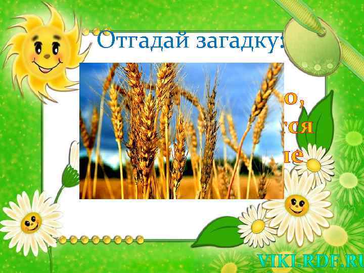Отгадай загадку: Мы посеем зерно, Пусть заколосится На широком поле Спелая …. 