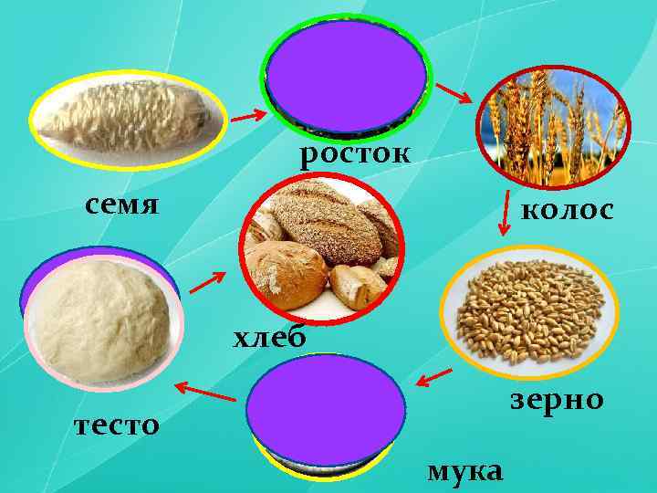 росток семя колос хлеб зерно тесто мука 