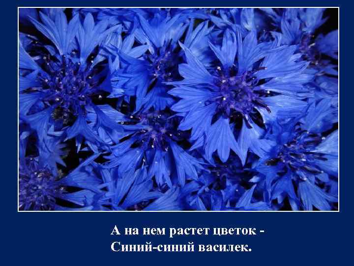 А на нем растет цветок Синий-синий василек. 