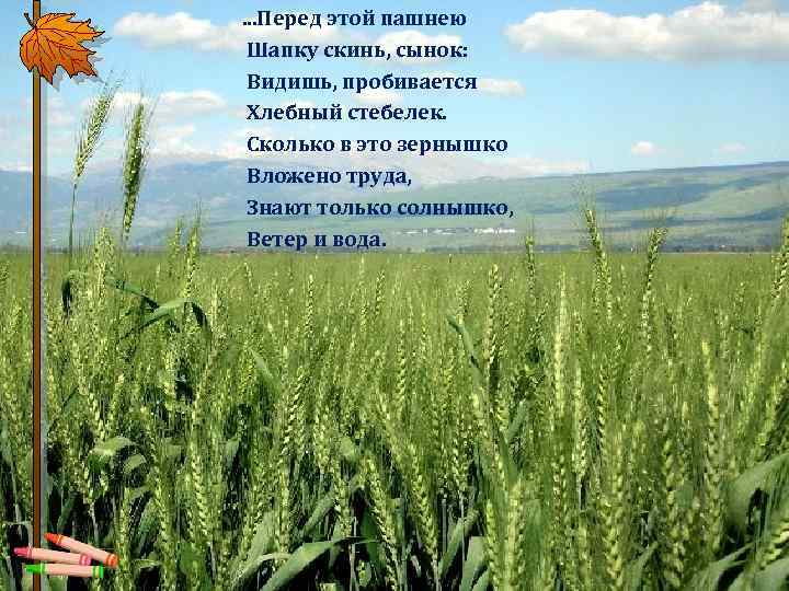  . . . Перед этой пашнею Шапку скинь, сынок: Видишь, пробивается Хлебный стебелек.