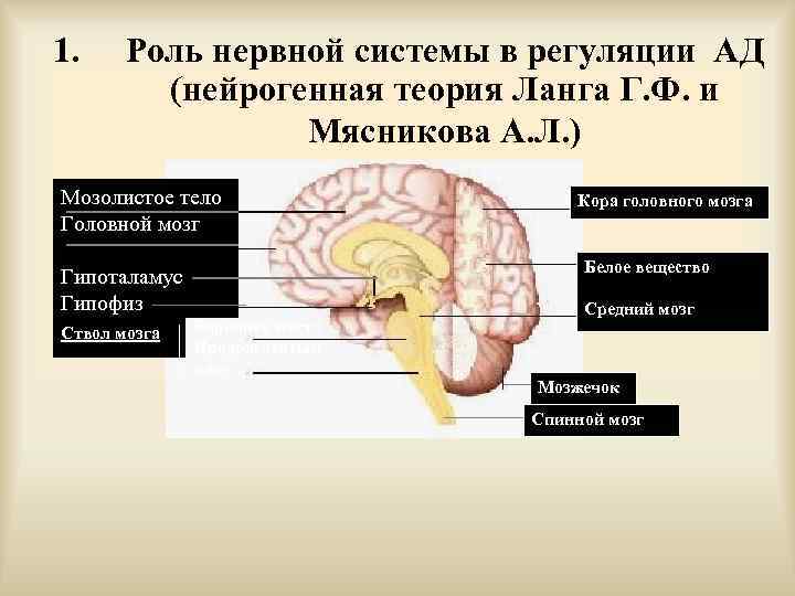 1. Роль нервной системы в регуляции АД (нейрогенная теория Ланга Г. Ф. и Мясникова