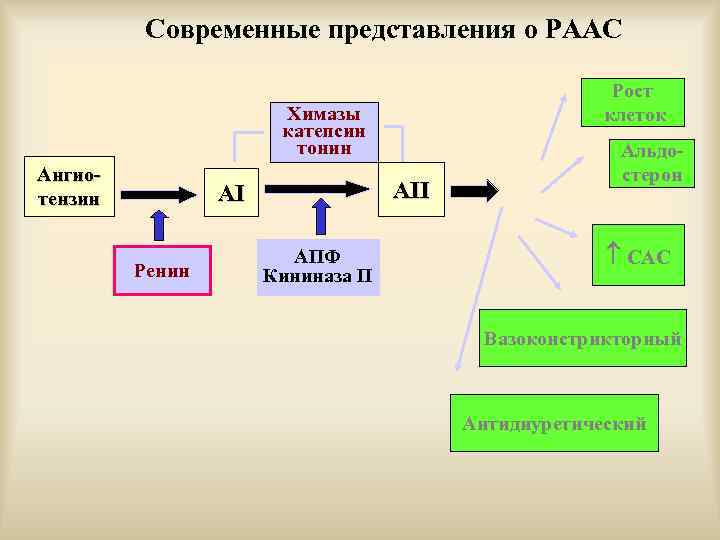 Современные представления о РААС Рост клеток Химазы катепсин тонин Ангиотензин АII АI Ренин АПФ