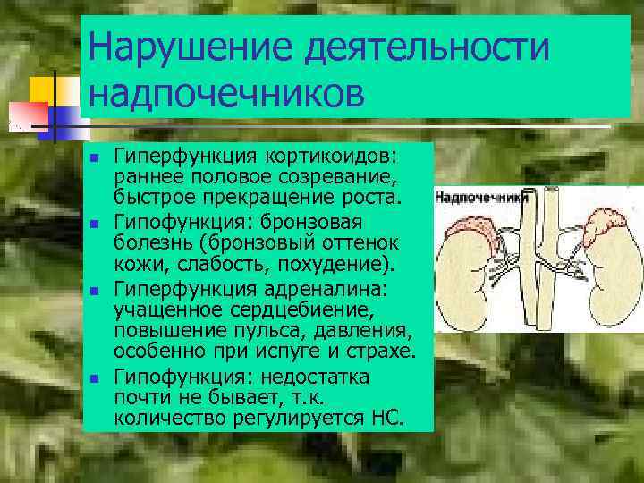 Нарушение деятельности надпочечников n n Гиперфункция кортикоидов: раннее половое созревание, быстрое прекращение роста. Гипофункция: