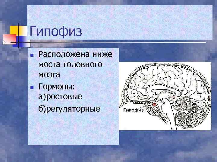 Гипофиз n n Расположена ниже моста головного мозга Гормоны: а)ростовые б)регуляторные 