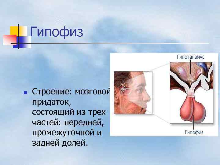 Гипофиз n Строение: мозговой придаток, состоящий из трех частей: передней, промежуточной и задней долей.