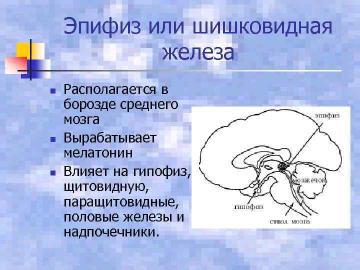 Эпифиз или шишковидная железа n n n Располагается в борозде среднего мозга Вырабатывает мелатонин