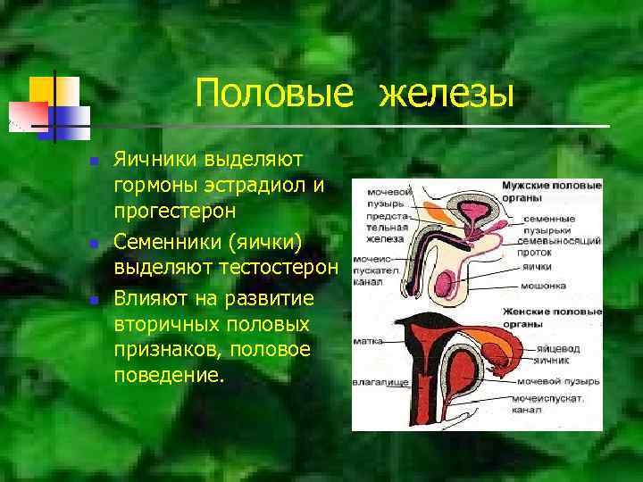 Половые железы n n n Яичники выделяют гормоны эстрадиол и прогестерон Семенники (яички) выделяют