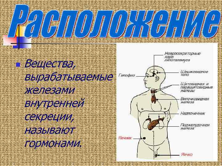 n Вещества, вырабатываемые железами внутренней секреции, называют гормонами. 