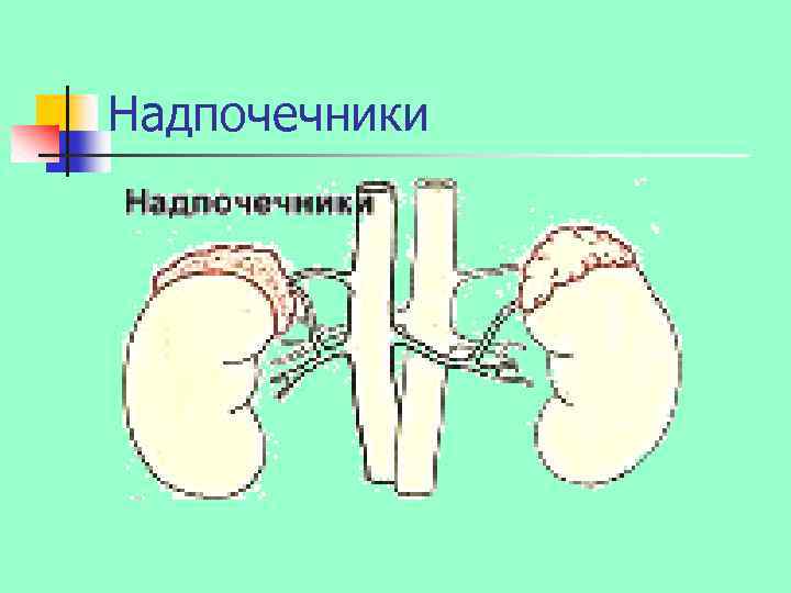 Надпочечники 