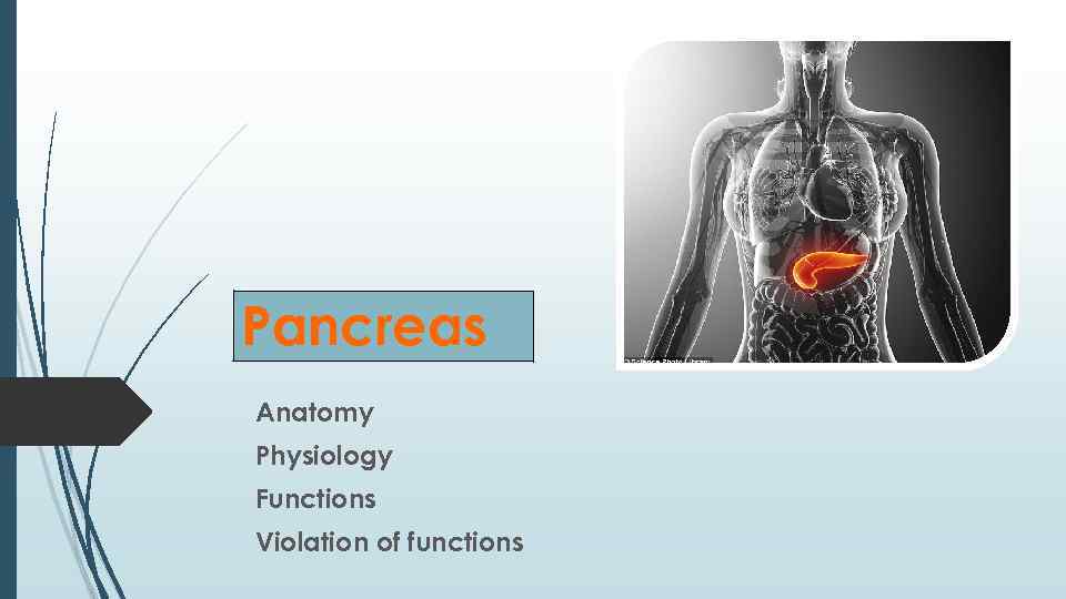 Pancreas Аnatomy Physiology Functions Violation of functions 