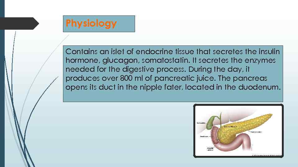 Physiology Contains an islet of endocrine tissue that secretes the insulin hormone, glucagon, somatostatin.