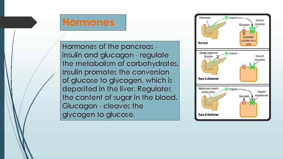 Hormones of the pancreas insulin and glucagon - regulate the metabolism of carbohydrates. Insulin