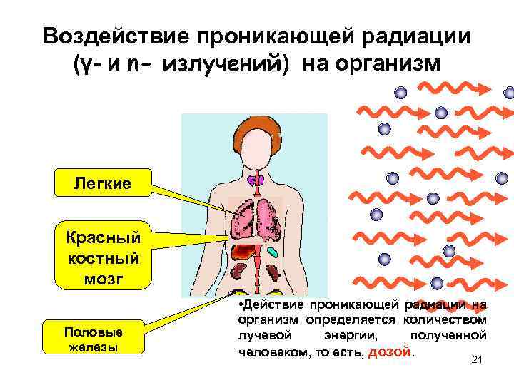 Воздействие проникающей радиации (γ- и n- излучений) на организм Легкие Красный костный мозг Половые