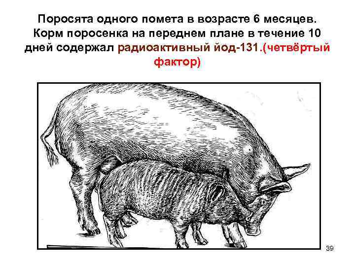 Поросята одного помета в возрасте 6 месяцев. Корм поросенка на переднем плане в течение