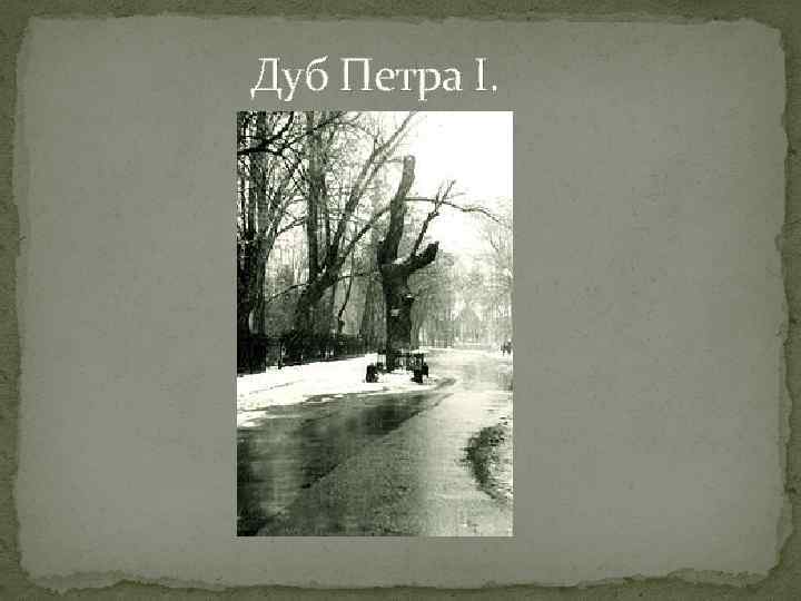 Дуб Петра I. 