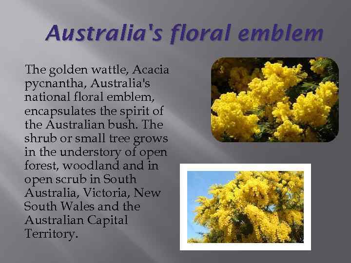 Australia's floral emblem The golden wattle, Acacia pycnantha, Australia's national floral emblem, encapsulates the