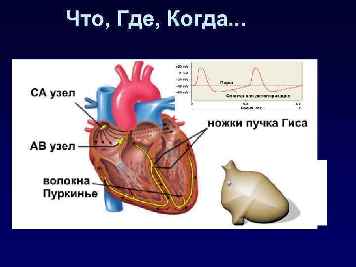 Что, Где, Когда. . . 