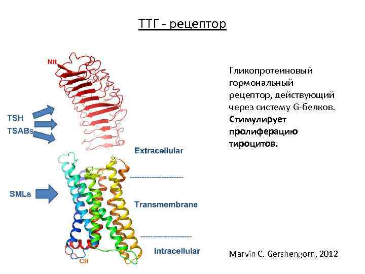 ТТГ - рецептор Гликопротеиновый гормональный рецептор, действующий через систему G-белков. Стимулирует пролиферацию тироцитов. Marvin