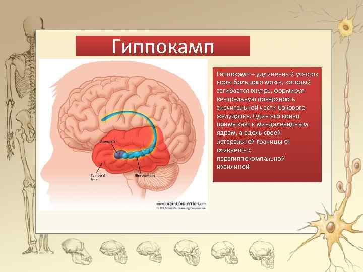 Гиппокамп – удлиненный участок коры большого мозга, который загибается внутрь, формируя вентральную поверхность значительной