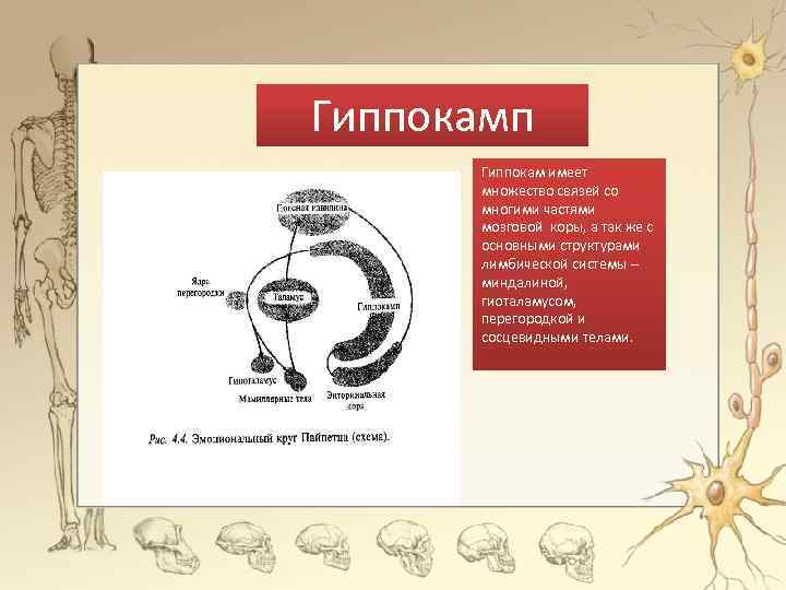 Гиппокамп Гиппокам имеет множество связей со многими частями мозговой коры, а так же с