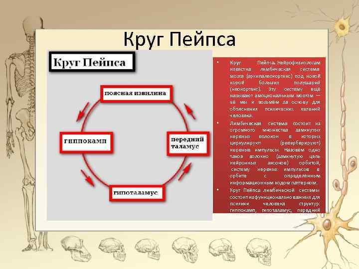 Круг Пейпса • • • Круг Пейпса. Нейрофизиологам известна лимбическая система мозга (архипалеокортекс) под