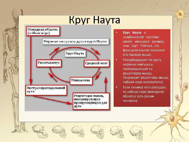 Круг Наута • • • Круг Наута в лимбической системе имеет меньший размер ,