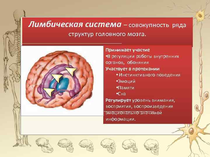 Лимбическая система – совокупность ряда структур головного мозга. Принимает участие • В регуляции работы