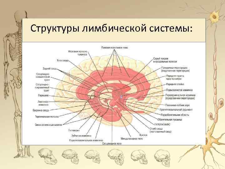 Презентация на тему лимбическая система