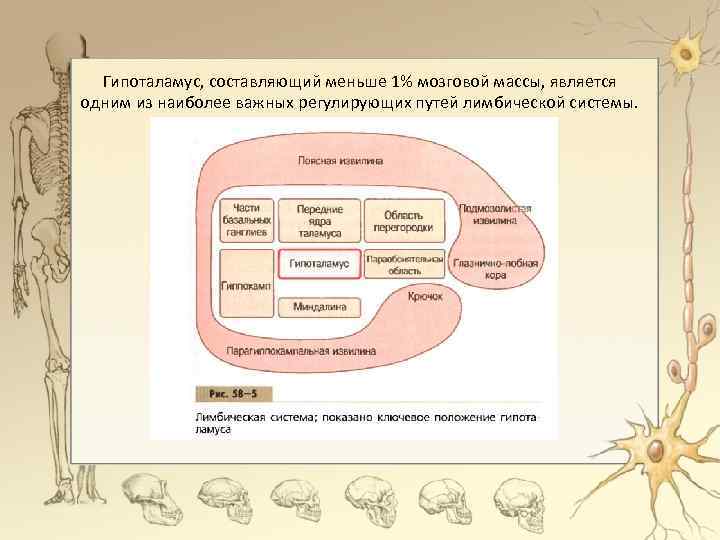 Гипоталамус, составляющий меньше 1% мозговой массы, является одним из наиболее важных регулирующих путей лимбической