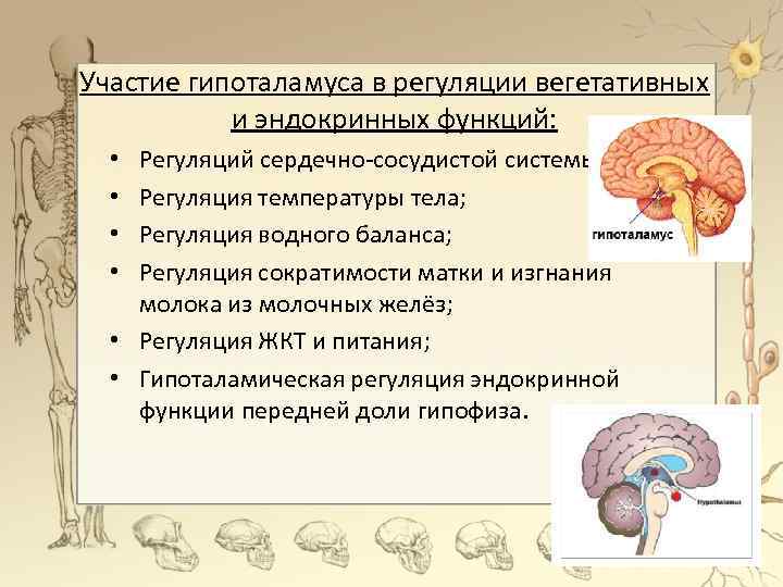 Участие гипоталамуса в регуляции вегетативных и эндокринных функций: Регуляций сердечно-сосудистой системы; Регуляция температуры тела;