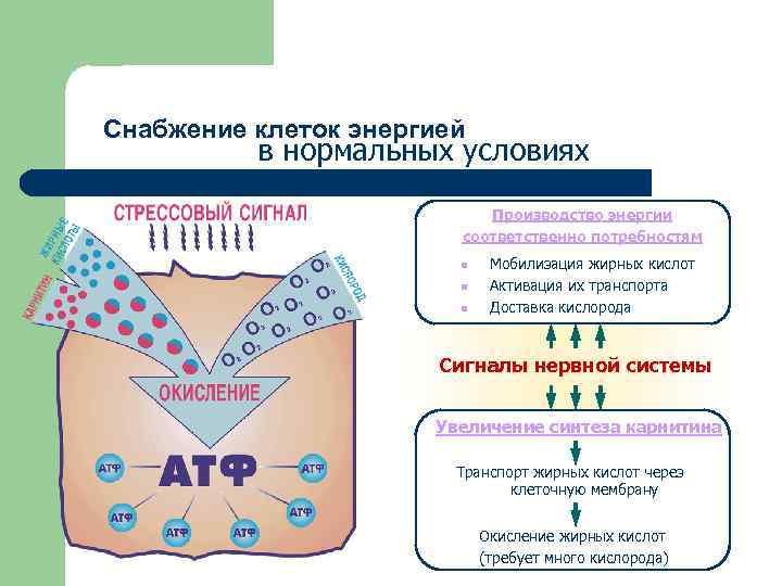 Снабжение клеток энергией в нормальных условиях Производство энергии соответственно потребностям n n n Мобилизация