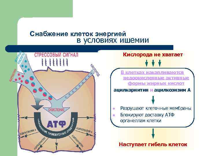Снабжение клеток энергией в условиях ишемии Кислорода не хватает В клетках накапливаются недоокисленные активные