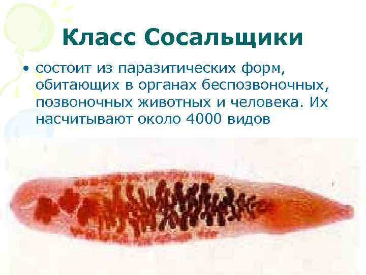 Класс Сосальщики • состоит из паразитических форм, обитающих в органах беспозвоночных, позвоночных животных и